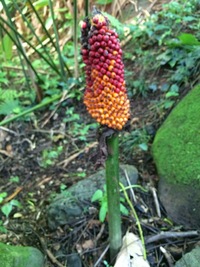 Amorphophallus lambii