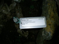 Amorphophallus lambii