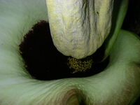 Amorphophallus lambii