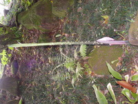 Amorphophallus lambii