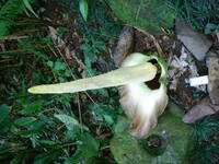 Amorphophallus lambii