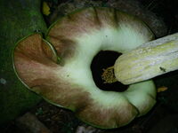 Amorphophallus lambii
