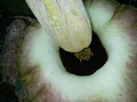 Amorphophallus lambii