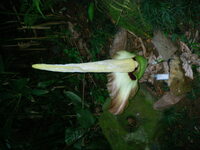 Amorphophallus lambii