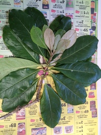 Pittosporum napaliense