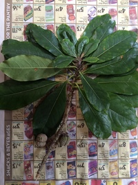 Pittosporum napaliense