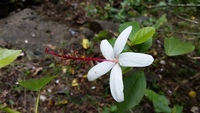 Hibiscus waimeae subsp. hannerae
