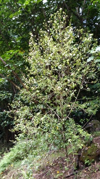 Hibiscus waimeae subsp. hannerae