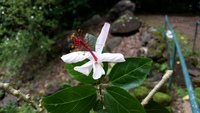 Hibiscus waimeae subsp. hannerae