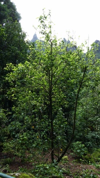 Hibiscus waimeae subsp. hannerae