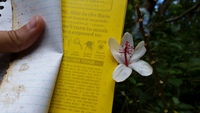 Hibiscus waimeae subsp. hannerae