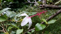 Hibiscus waimeae subsp. hannerae