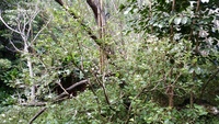 Hibiscus waimeae subsp. hannerae