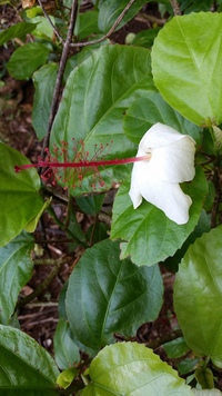 Hibiscus waimeae subsp. hannerae