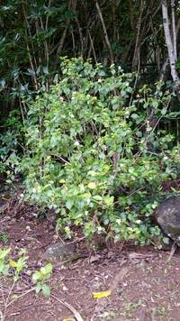 Hibiscus waimeae subsp. hannerae