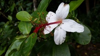 Hibiscus waimeae subsp. hannerae