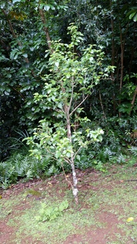 Hibiscus waimeae subsp. hannerae