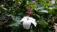 Hibiscus waimeae subsp. hannerae