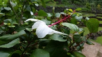Hibiscus waimeae subsp. hannerae