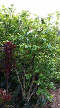 Hibiscus waimeae subsp. hannerae