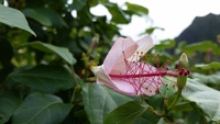 Hibiscus waimeae subsp. hannerae