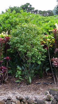 Hibiscus waimeae subsp. hannerae