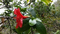 Hibiscus kokio subsp. kokio