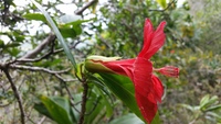 Hibiscus kokio subsp. kokio