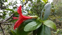 Hibiscus kokio subsp. kokio