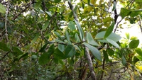 Alyxia stellata
