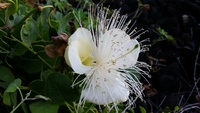 Capparis sandwichiana
