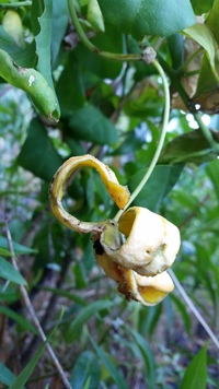 Capparis sandwichiana