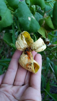 Capparis sandwichiana