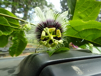 Passiflora edulis
