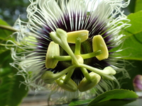 Passiflora edulis