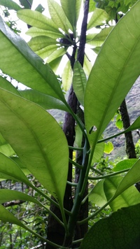 Charpentiera densiflora
