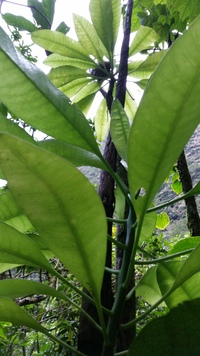 Charpentiera densiflora