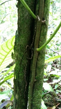 Charpentiera densiflora