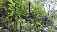 Charpentiera densiflora