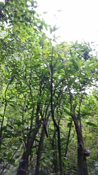Charpentiera densiflora