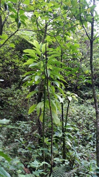 Charpentiera densiflora
