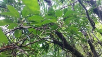 Charpentiera densiflora