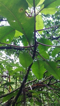 Charpentiera densiflora