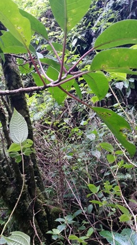 Charpentiera densiflora