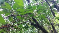 Charpentiera densiflora