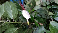 Hibiscus waimeae subsp. hannerae