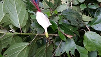 Hibiscus waimeae subsp. hannerae