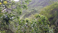 Hibiscus waimeae subsp. hannerae