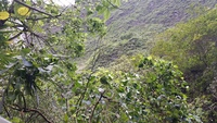 Hibiscus waimeae subsp. hannerae