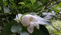 Hibiscus waimeae subsp. hannerae
